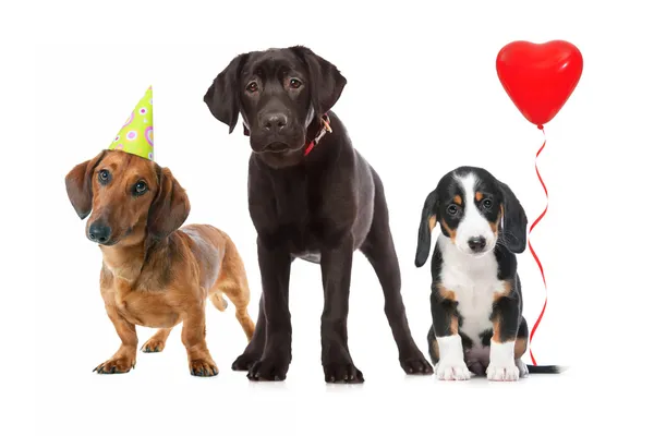 Tres cachorros celebrando un cumpleaños —  Fotos de Stock