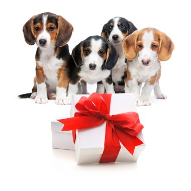 parti köpekler