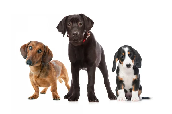 Three puppies — Stock Photo, Image