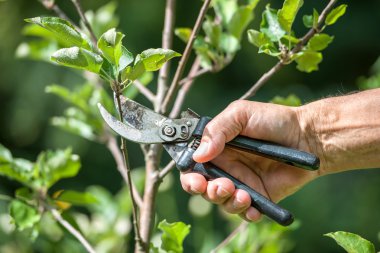 Pruning of trees with secateurs clipart