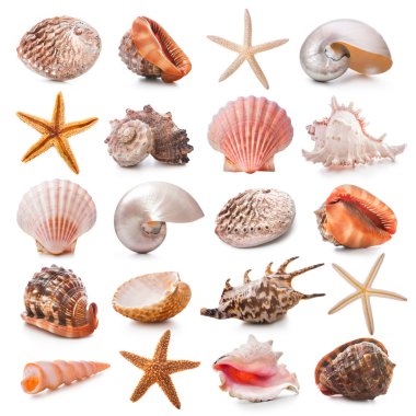 Seashell collection clipart