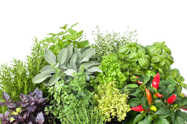 Fresh kitchen herbs