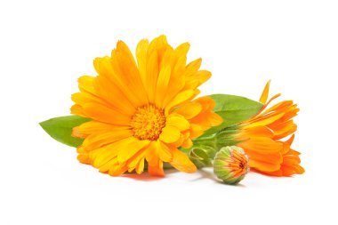 Calendula officinalis