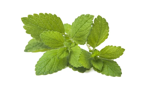 Fresh green leaf of melissa. Lemon balm — Stock Photo, Image