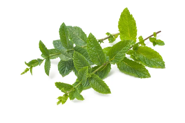 Fresh mint leaves — Stock Photo, Image