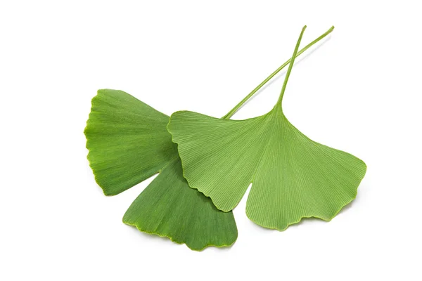 Ginkgo biloba leaves — Stock Photo, Image