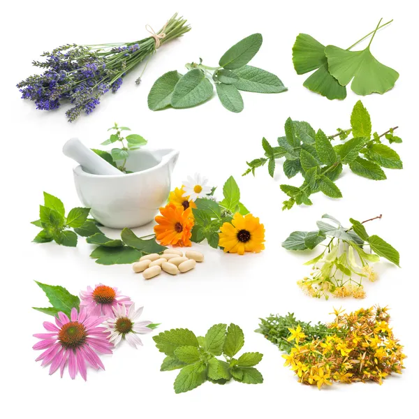 Collection of fresh medicinal herb — Stock Photo, Image