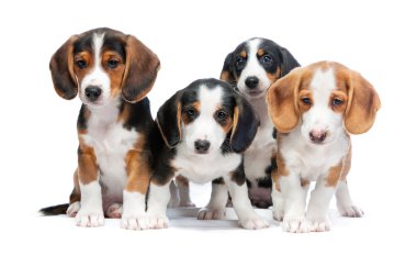 yavru köpekler üzerinde beyaz izole
