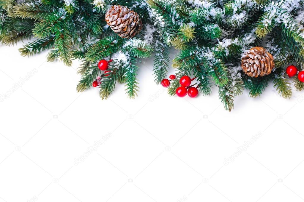 Fir tree branch isolated on white