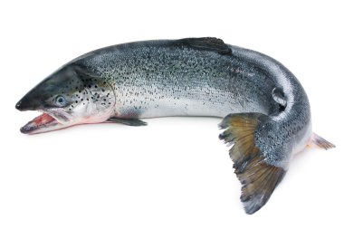 Atlantic salmon clipart