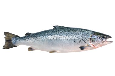 Atlantic salmon clipart