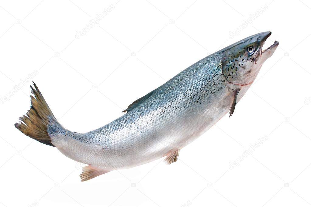 Atlantic salmon