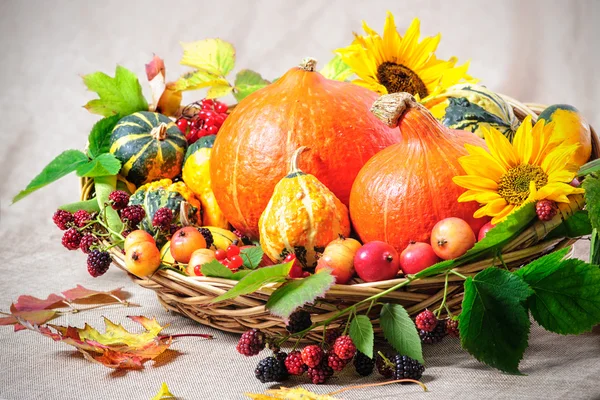 Harvesting arrangement of pumpkins — Stock Photo, Image