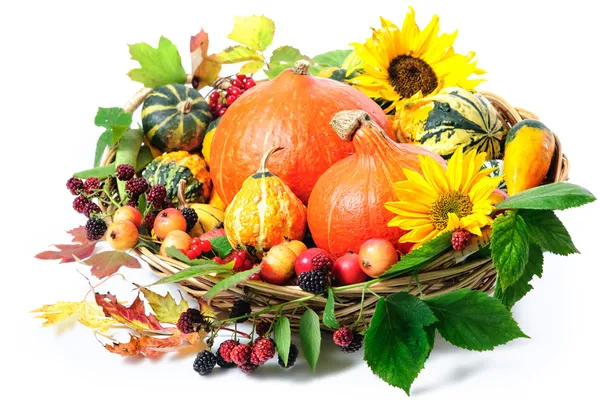 Harvesting arrangement of pumpkins — Stock Photo, Image
