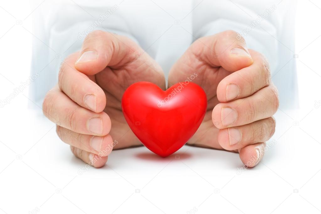 Heart at the human hands