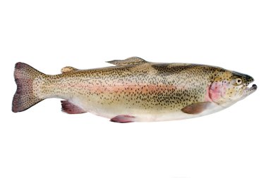 Rainbow trout clipart