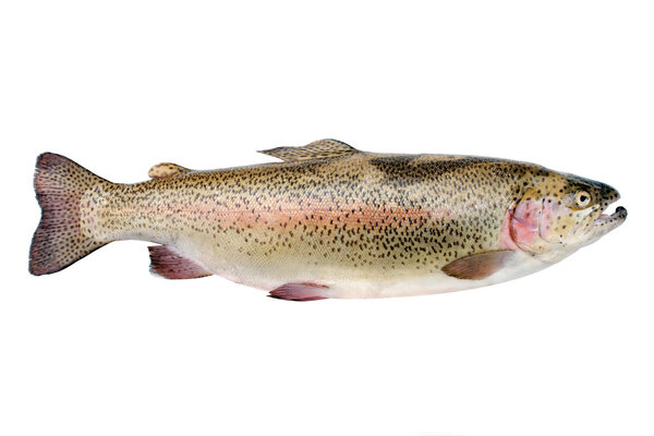 Rainbow trout