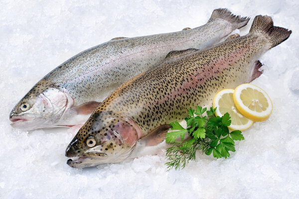 Rainbow trout on ice