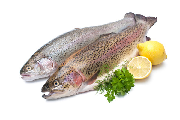 Rainbow trout