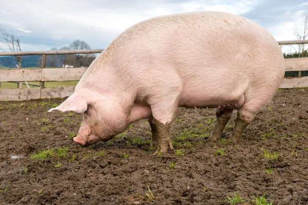 Cerdo en una granja —  Fotos de Stock