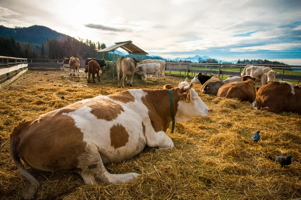 Kráva farma — Stock fotografie
