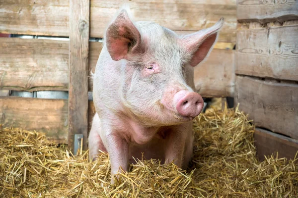 Porco em feno e palha — Fotografia de Stock