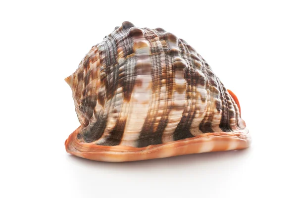 Sea shell — Stockfoto