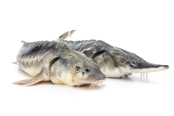 Рыбы-осетры — стоковое фото