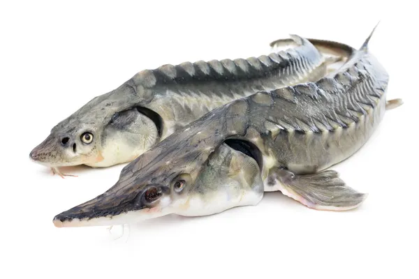 Peixe-esturjão — Fotografia de Stock
