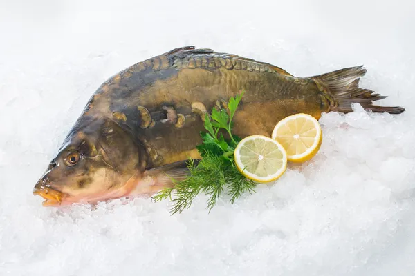 Common carp fish on ice — Stock Photo, Image