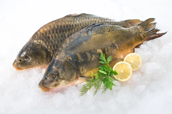 Common carp fish on ice — Stock Photo, Image