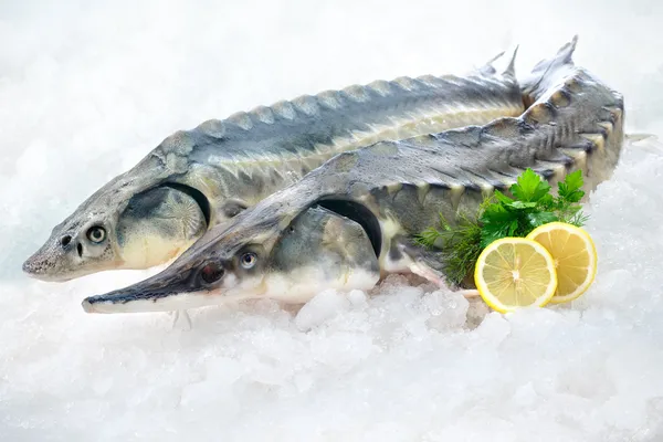 Peces de esturión — Foto de Stock