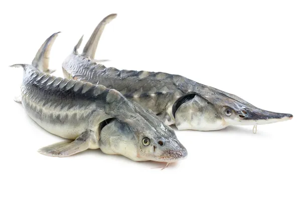 Sturgeon fish — Stock Photo, Image