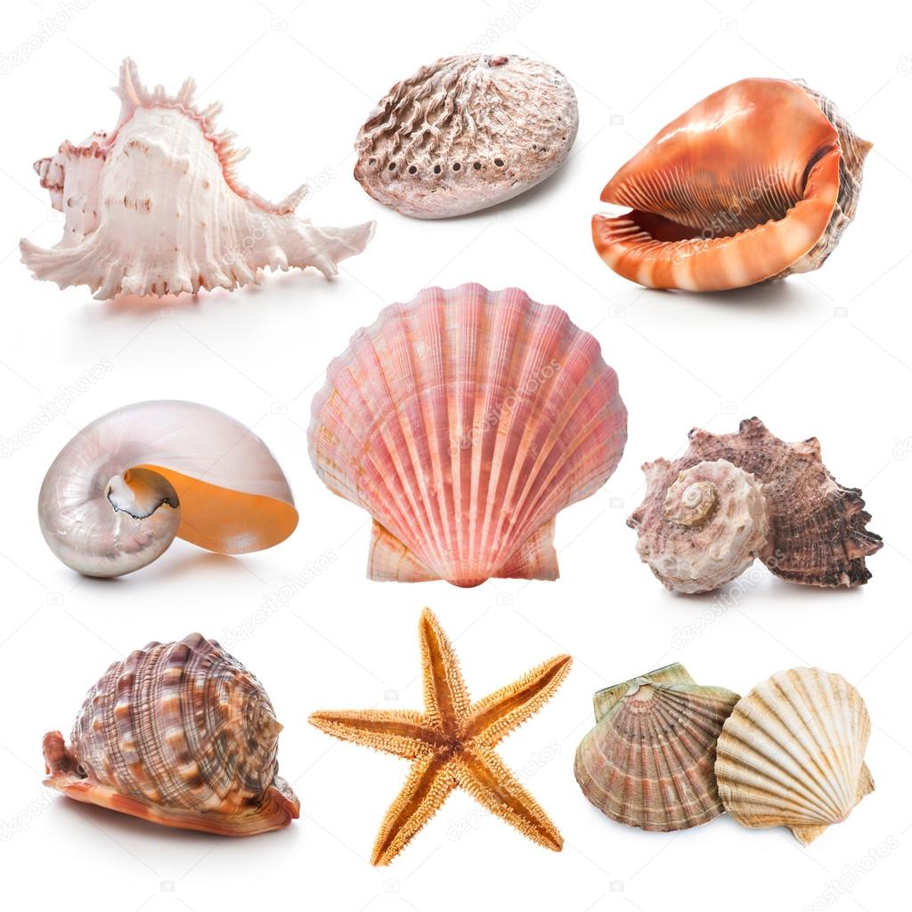 Seashell collection