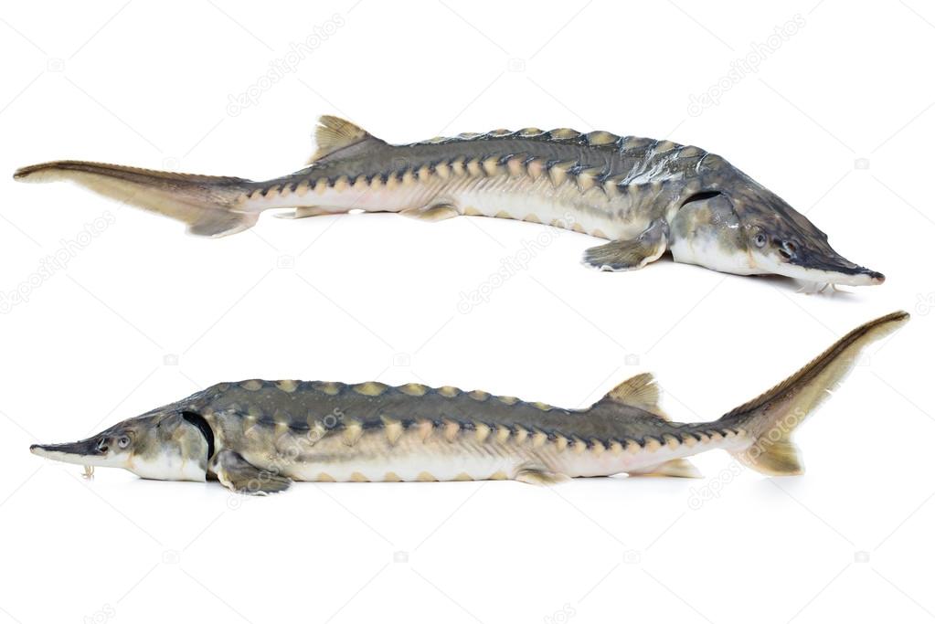 Sturgeon fish — Stock Photo © alexraths 37935187