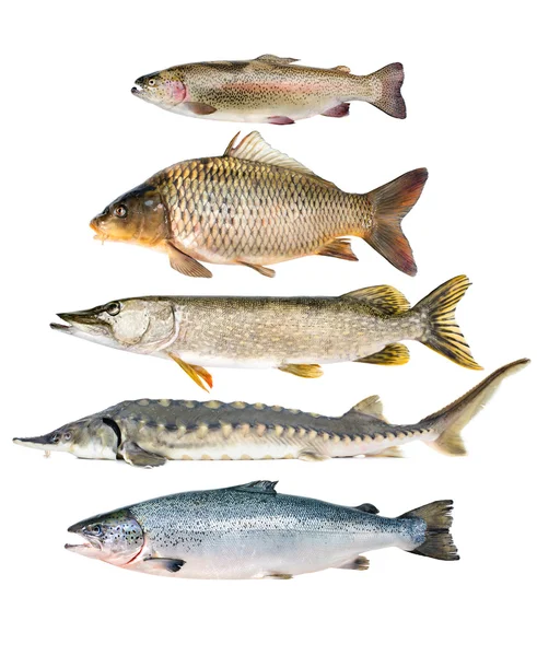 Fish collection — Stock Photo, Image