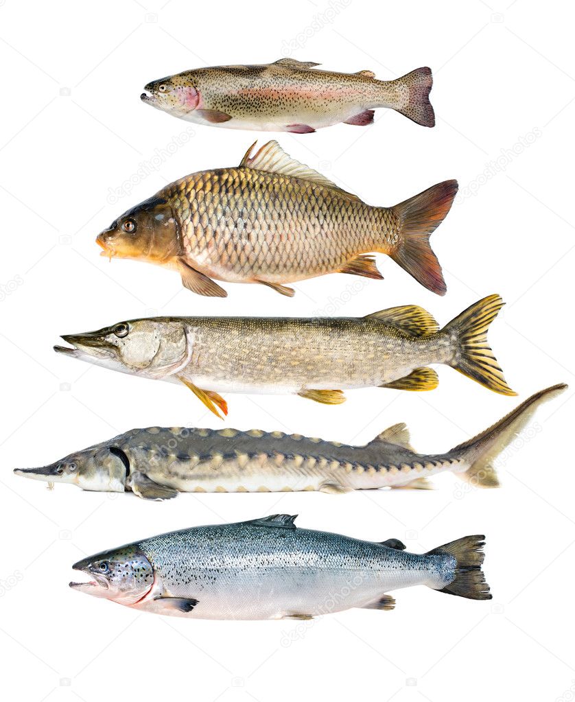 Fish collection — Stock Photo © alexraths 38571759
