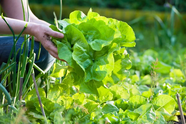 Picking vegetables — Stock Photo, Image