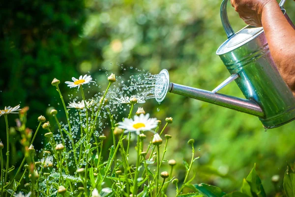 Drenken bloemen — Stockfoto