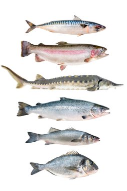 fish collection clipart
