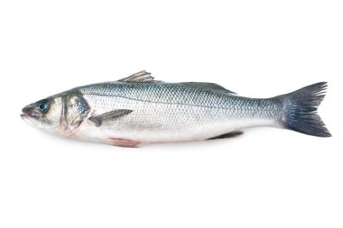levrek, dicentrarchus labrax