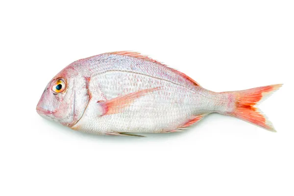 Red seabream — Stock Photo, Image
