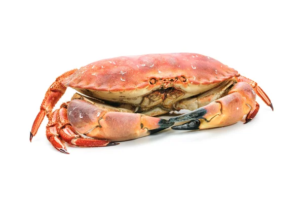 Röd kokt krabba — Stockfoto