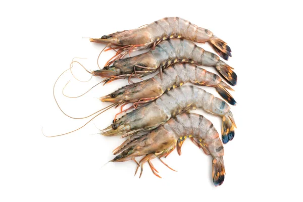 Raw tiger shrimps — Stock Photo, Image