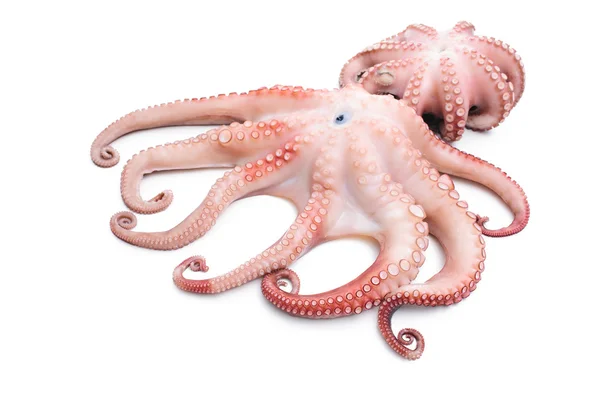 Octopus — Stockfoto