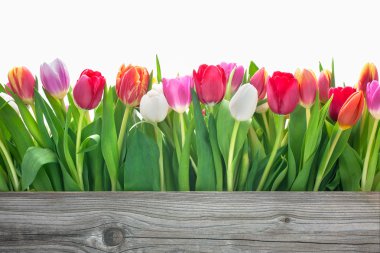 spring tulips flowers clipart