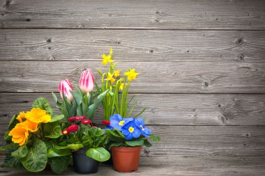Spring flowers in pots on wooden background clipart