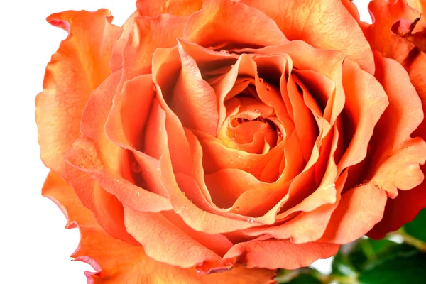 Лепестки апельсиновой розы — стоковое фото