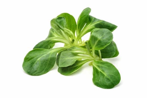 Corn salad leaves — Stock Photo, Image