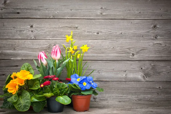 Spring flowers in pots on wooden background — Stock Photo, Image